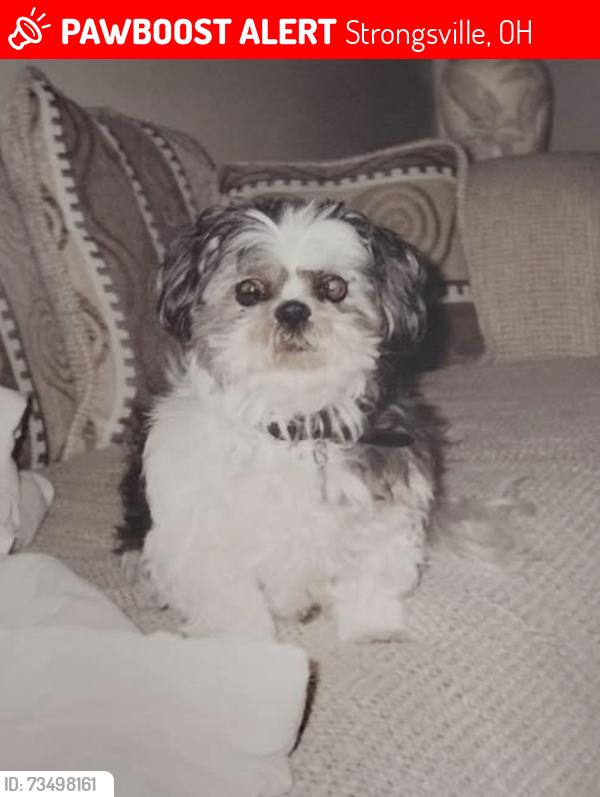Lost Male Dog last seen Spruce and lunn, Strongsville, OH 44149