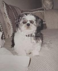 Lost Male Dog last seen Spruce and lunn, Strongsville, OH 44149