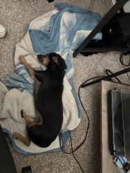 Reunited Male Dog last seen Near highway and grand avenue . 183rd, Wittmann, AZ 85361