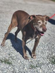 Shelter Stray Female Dog last seen Near BROOME LN EASLEY, SC 29640, PICKENS COUNTY, SC, 193 County Farm Rd, Pickens, SC 29671, USA