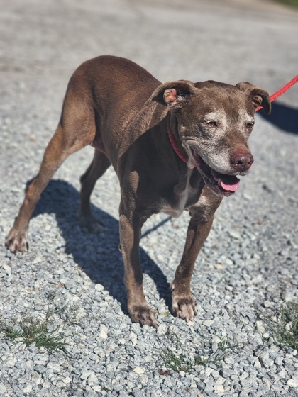 Shelter Stray Female Dog last seen Near BROOME LN EASLEY, SC 29640, PICKENS COUNTY, SC, 193 County Farm Rd, Pickens, SC 29671, USA