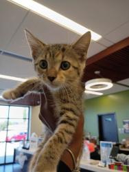 Shelter Stray Female Cat last seen Near Coronet, Atlanta, GA, 1251 Fulton Industrial Blvd NW, Atlanta, GA 30336, USA