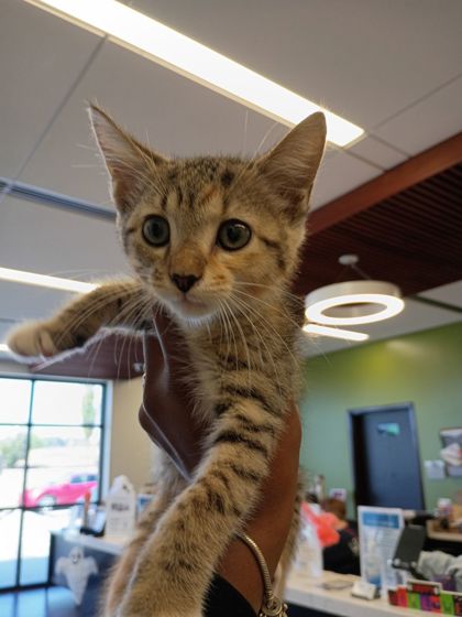 Shelter Stray Female Cat last seen Near Coronet, Atlanta, GA, 1251 Fulton Industrial Blvd NW, Atlanta, GA 30336, USA