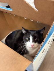 Shelter Stray Female Cat last seen 10TH SPRING STREET, Atlanta, GA, 1251 Fulton Industrial Blvd NW, Atlanta, GA 30336, USA
