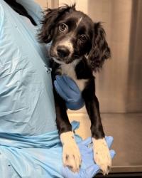 Shelter Stray Female Dog last seen S Fowler Ave & E North Ave, Fresno Zone Fresno CO 3 93725, CA, 1510 W Dan Ronquillo Dr, Fresno, CA 93706, USA