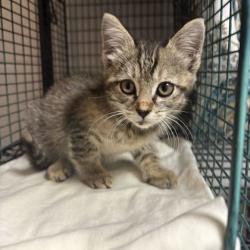 Shelter Stray Female Cat last seen Near E Governor John Sevier Hwy, Knox County GP, TN, 3201 Division St, Knoxville, TN 37919, USA
