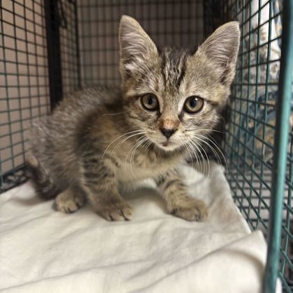Shelter Stray Female Cat last seen Near E Governor John Sevier Hwy, Knox County GP, TN, 3201 Division St, Knoxville, TN 37919, USA