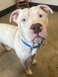 Shelter Stray Male Dog last seen W 50 & Denison, 2nd District, OH, 9203 Detroit Ave, Cleveland, OH 44102, USA