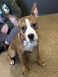 Shelter Stray Female Dog last seen E 110 & Glenville, 5th District, OH, 9203 Detroit Ave, Cleveland, OH 44102, USA