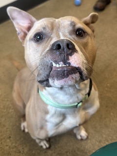 Shelter Stray Male Dog last seen Near W 134, 1st District, OH, 9203 Detroit Ave, Cleveland, OH 44102, USA