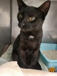 Shelter Stray Female Cat last seen SR 37 and Mercantile Blvd, HC Strays by Out of County Residents, IN, 10501 Hague Rd, Fishers, IN 46038, USA