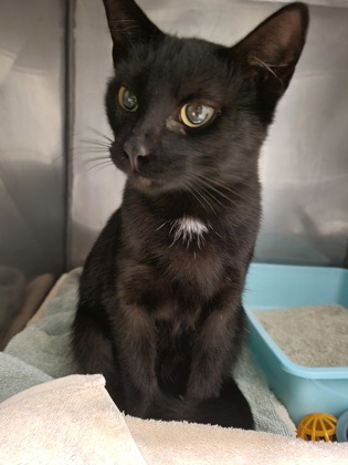 Shelter Stray Female Cat last seen SR 37 and Mercantile Blvd, HC Strays by Out of County Residents, IN, 10501 Hague Rd, Fishers, IN 46038, USA