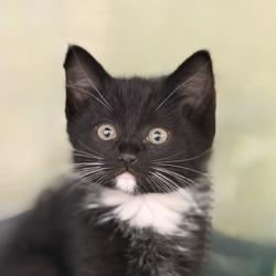 Shelter Stray Male Cat last seen NOUVEAU WAY at WATERBROOK WAY, Rancho Cordova, CA, 6201 Florin Perkins Rd, Sacramento, CA 95828, USA