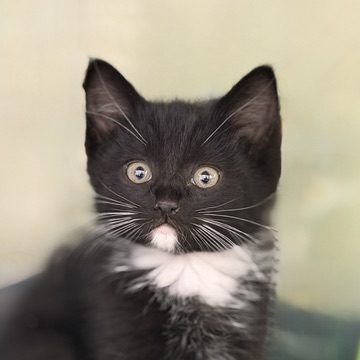 Shelter Stray Male Cat last seen NOUVEAU WAY at WATERBROOK WAY, Rancho Cordova, CA, 6201 Florin Perkins Rd, Sacramento, CA 95828, USA