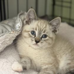 Shelter Stray Male Cat last seen NOUVEAU WAY at WATERBROOK WAY, Rancho Cordova, CA, 6201 Florin Perkins Rd, Sacramento, CA 95828, USA