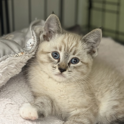 Shelter Stray Male Cat last seen NOUVEAU WAY at WATERBROOK WAY, Rancho Cordova, CA, 6201 Florin Perkins Rd, Sacramento, CA 95828, USA
