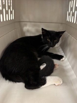 Shelter Stray Male Cat last seen Near Pathfinder Dr, Vero Beach, FL, 6230 77th St, Vero Beach, FL 32967, USA