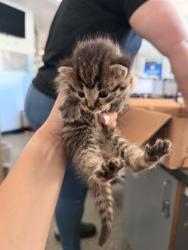 Shelter Stray Male Cat last seen City of New Bern work truck, New Bern, NC, 1639 Old Airport Rd, New Bern, NC 28562, USA