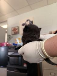 Shelter Stray Female Cat last seen City of New Bern work truck, New Bern, NC, 1639 Old Airport Rd, New Bern, NC 28562, USA