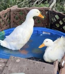 Lost Male Bird last seen Colombia And Mason-Morrow-Millgrove Road, Lebanon, OH 45036