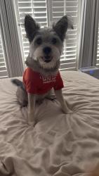 Reunited Male Dog last seen Atherton & Shenandoa, Corona, CA 92882