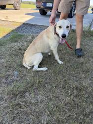 Found/Stray Male Dog last seen River road and 301, Dade City, FL 33525
