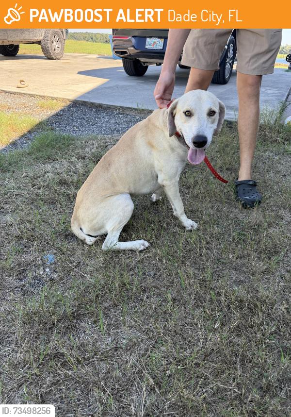 Found/Stray Male Dog last seen River road and 301, Dade City, FL 33525