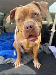 Shelter Stray Female Dog last seen Near Woodberry Place, 30034, GA, 3280 Chamblee Dunwoody Rd, Chamblee, GA 30341, USA