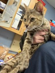Shelter Stray Female Cat last seen Near Pennybrook Ct, 30087, GA, 3280 Chamblee Dunwoody Rd, Chamblee, GA 30341, USA