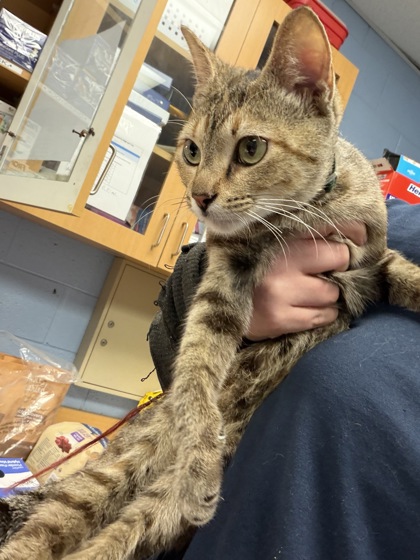 Shelter Stray Female Cat last seen Near Pennybrook Ct, 30087, GA, 3280 Chamblee Dunwoody Rd, Chamblee, GA 30341, USA