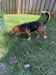 Found/Stray Male Dog last seen Springview Dr., Waynesville, NC 28786