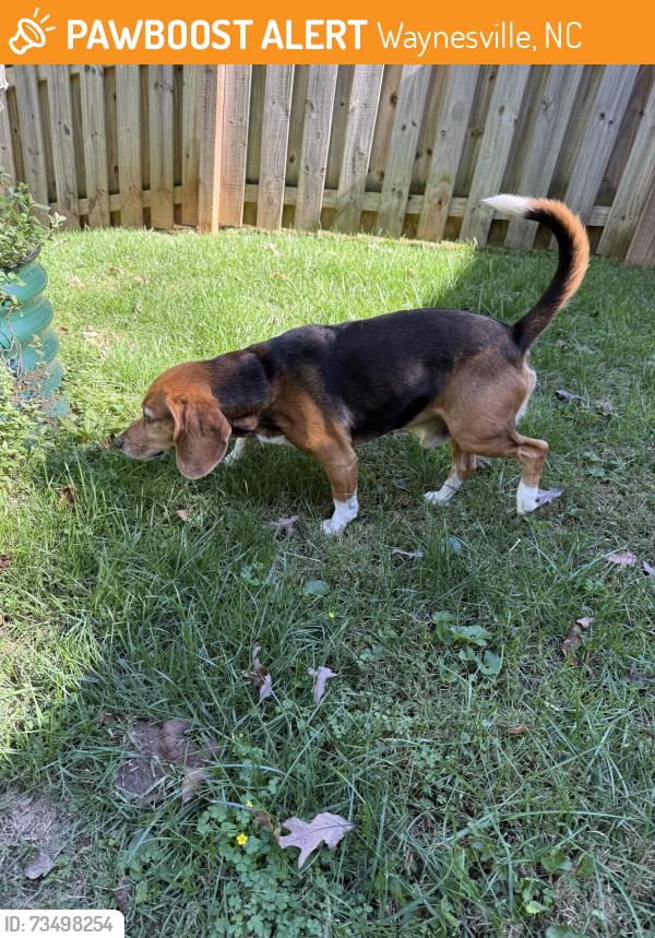 Found/Stray Male Dog last seen Springview Dr., Waynesville, NC 28786