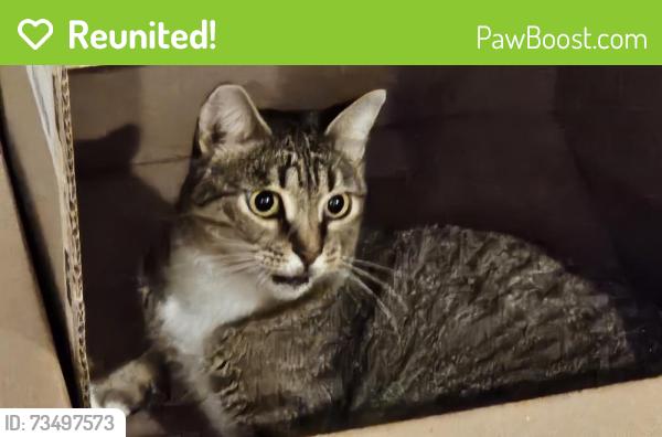 Reunited Male Cat last seen Beach st, Freetown, MA 02702