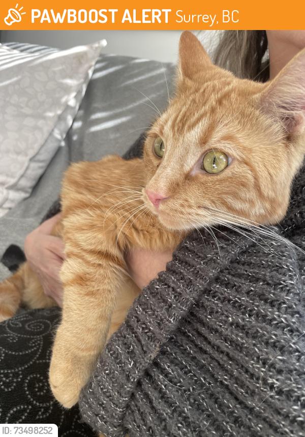 Found/Stray Unknown Cat last seen Mountain View Drive and 160 street, south surrey, Surrey, BC 