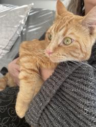 Found/Stray Unknown Cat last seen Mountain View Drive and 160 street, south surrey, Surrey, BC 