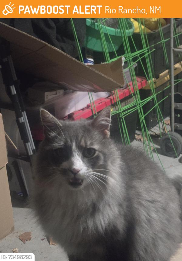 Found/Stray Female Cat last seen Chayote and Foxmoore, Rio Rancho, NM 87144