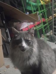 Found/Stray Female Cat last seen Chayote and Foxmoore, Rio Rancho, NM 87144