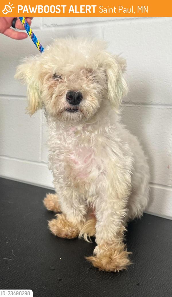 Found/Stray Male Dog last seen Cottage and Mendota, Saint Paul, MN 55106