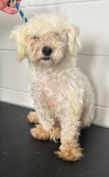 Found/Stray Male Dog last seen Cottage and Mendota, Saint Paul, MN 55106