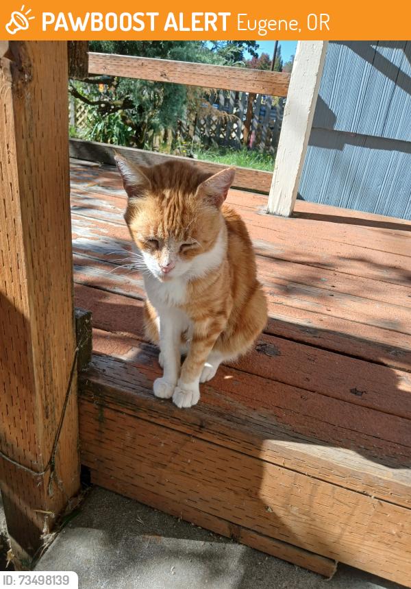 Found/Stray Unknown Cat last seen W 15th Ave/Grant near Amazon Creek trail, Eugene, OR 97402