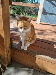 Found/Stray Unknown Cat last seen W 15th Ave/Grant near Amazon Creek trail, Eugene, OR 97402
