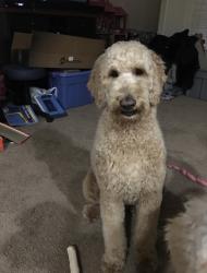 Reunited Male Dog last seen Meadow dr and constitution, Cheyenne, WY 82001