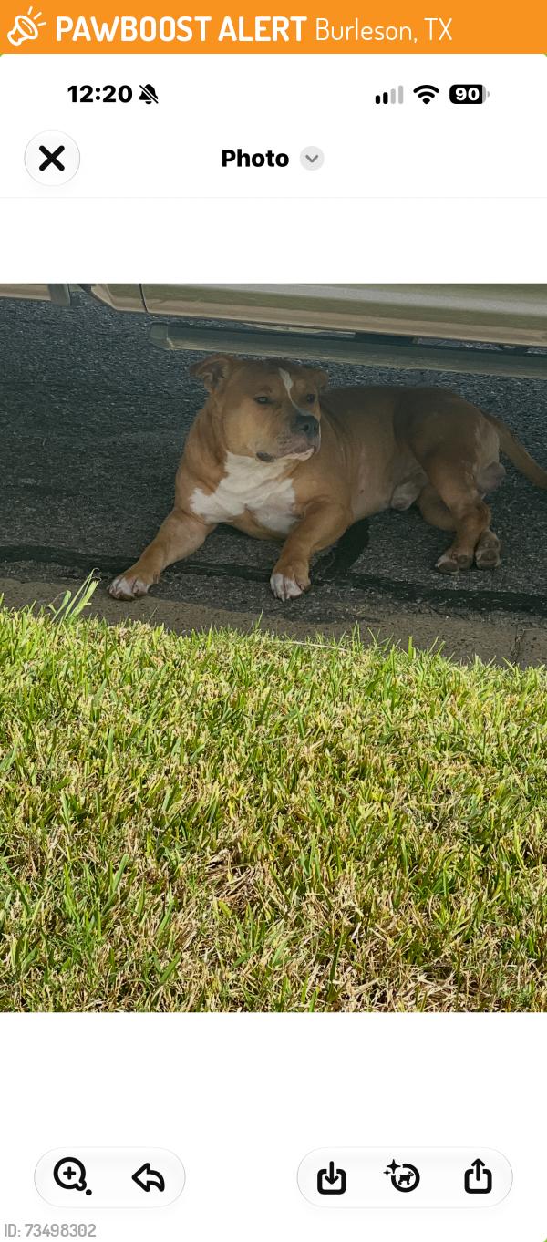 Found/Stray Male Dog last seen Jayellen vaughn, Burleson, TX 76028
