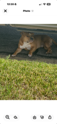 Found/Stray Male Dog last seen Jayellen vaughn, Burleson, TX 76028