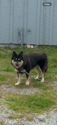 Reunited Male Dog last seen Scaroni Rd, Santa Cruz County, CA 95060