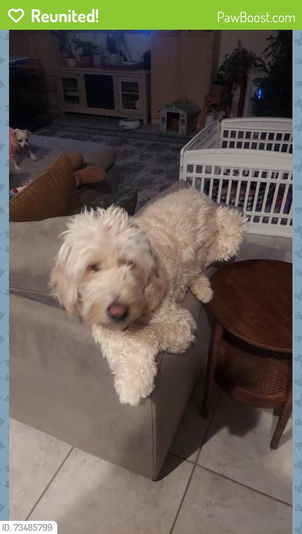 Reunited Female Dog last seen Trekell, Casa Grande, AZ 85122