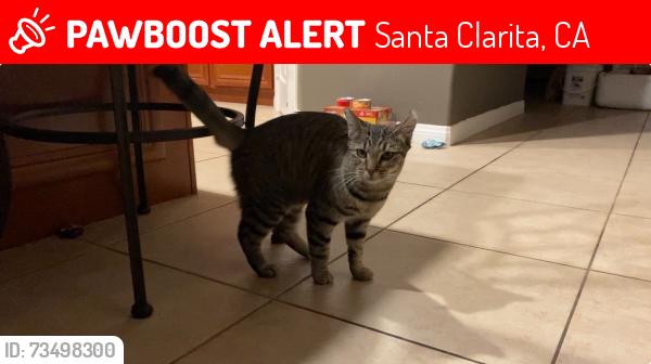 Lost Female Cat last seen Sand Canyon Rd and Thompson Ranch- Stetson Ranch Neighbirhood, Santa Clarita, CA 91387