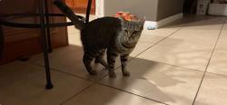 Lost Female Cat last seen Sand Canyon Rd and Thompson Ranch- Stetson Ranch Neighbirhood, Santa Clarita, CA 91387