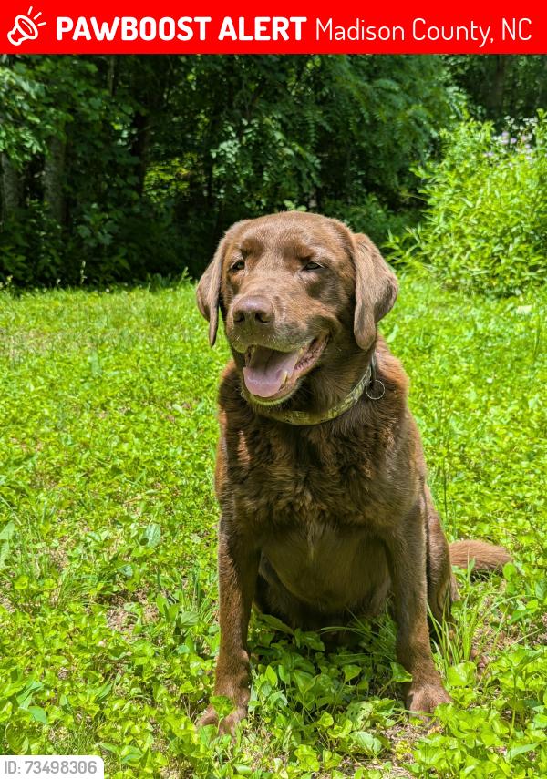 Lost Male Dog last seen Lonesome Mt Rd and 25/70, Madison County, NC 28753