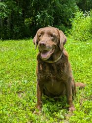 Lost Male Dog last seen Lonesome Mt Rd and 25/70, Madison County, NC 28753